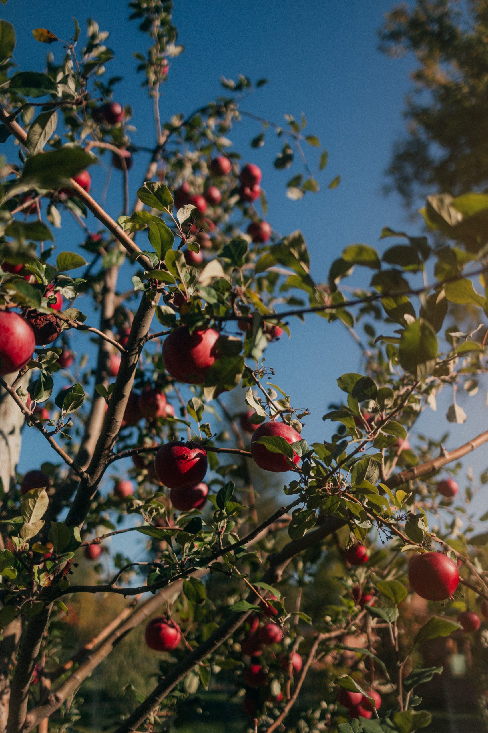 fruit trees