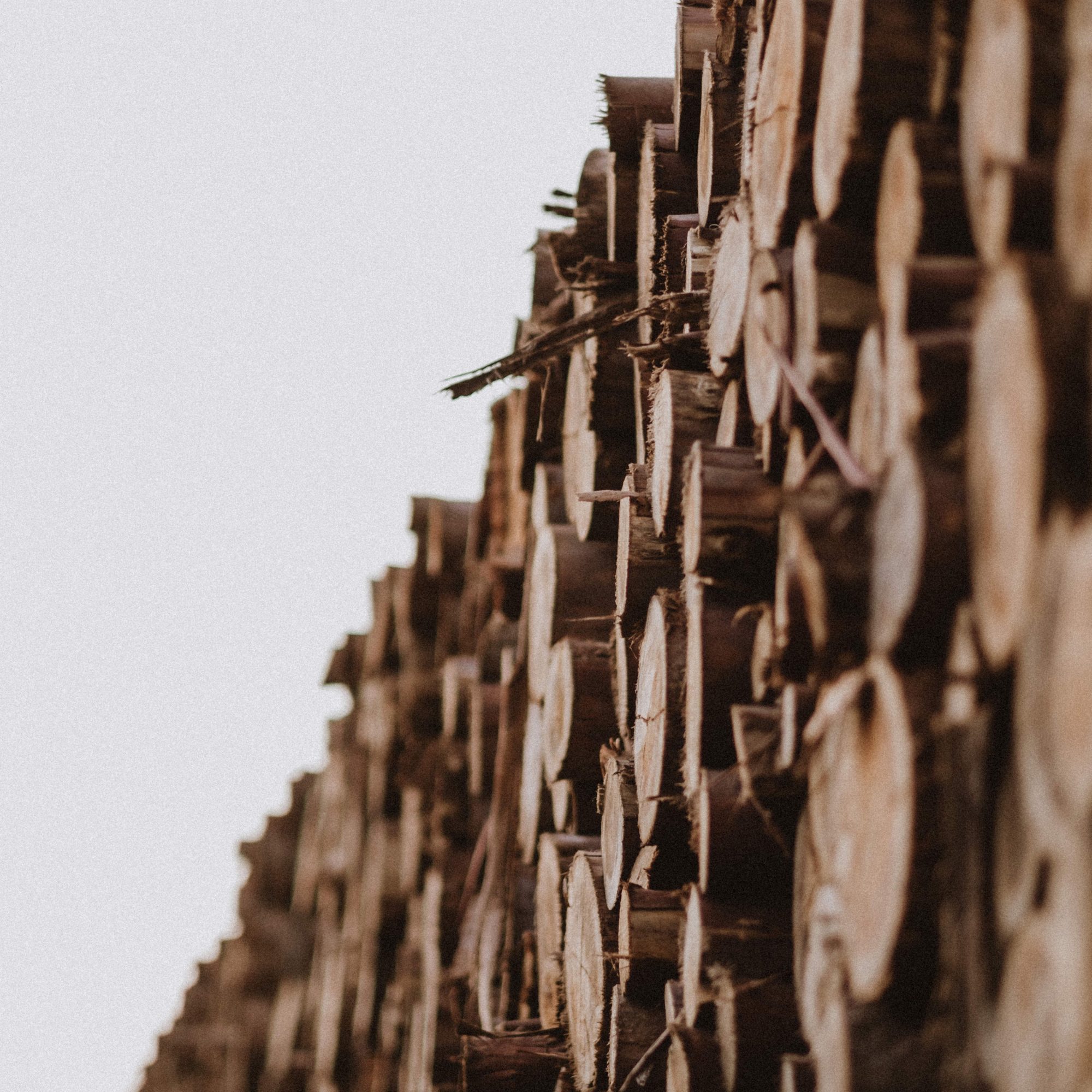 sawmill automation case study