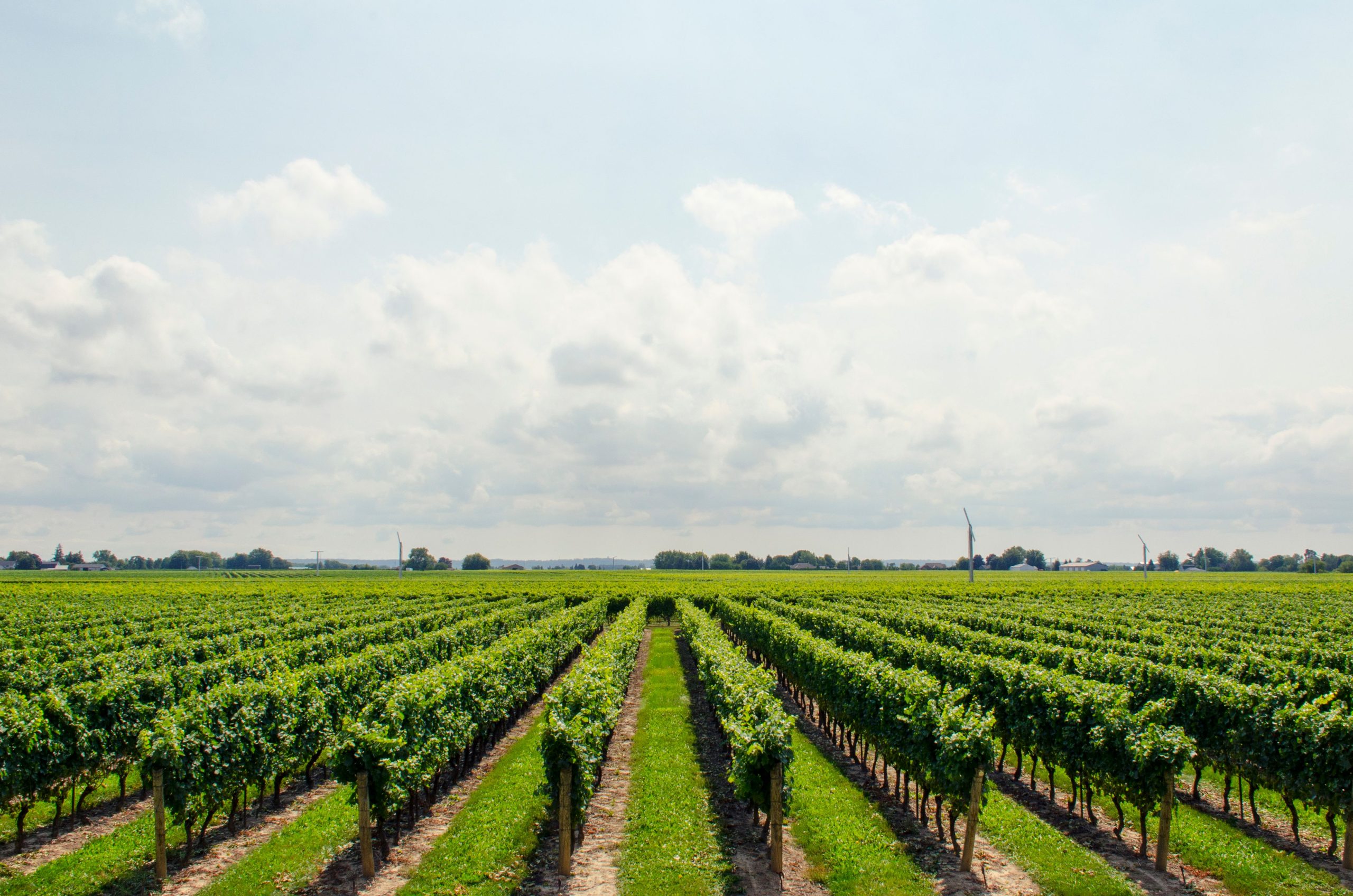 Winery Automation