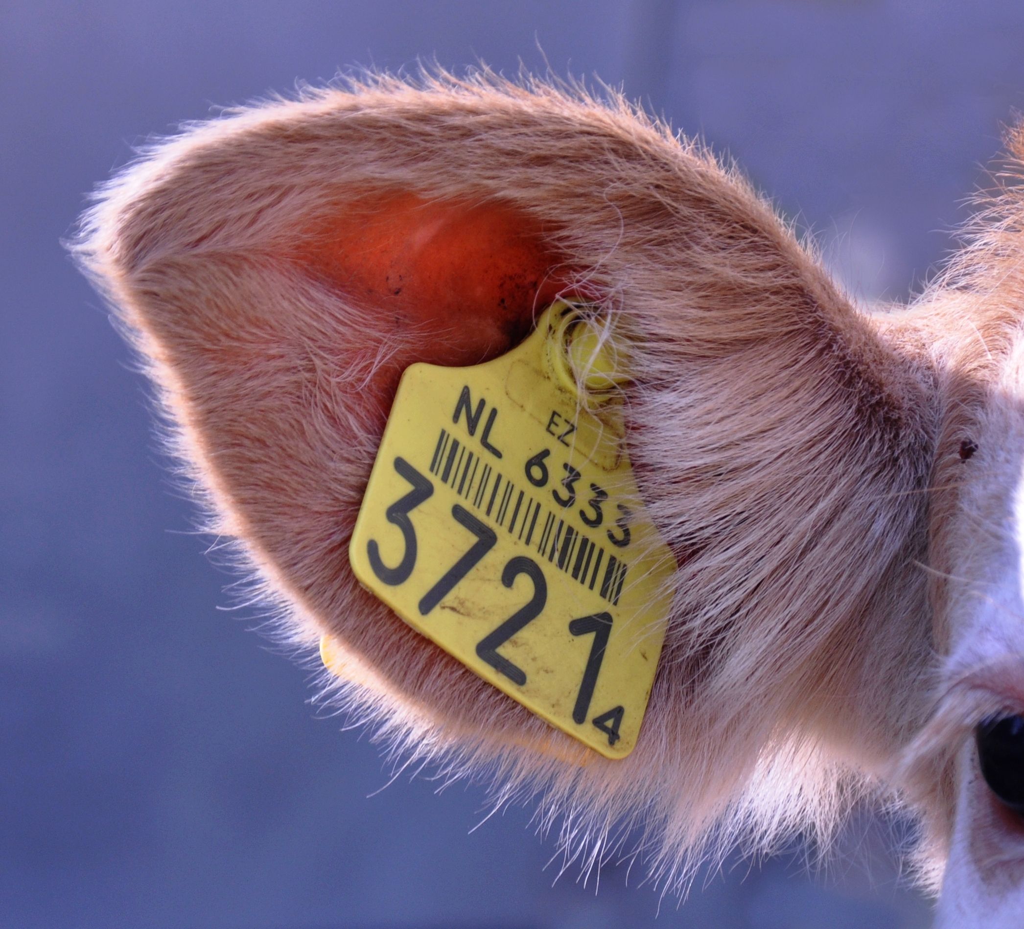 Active RFID Tag