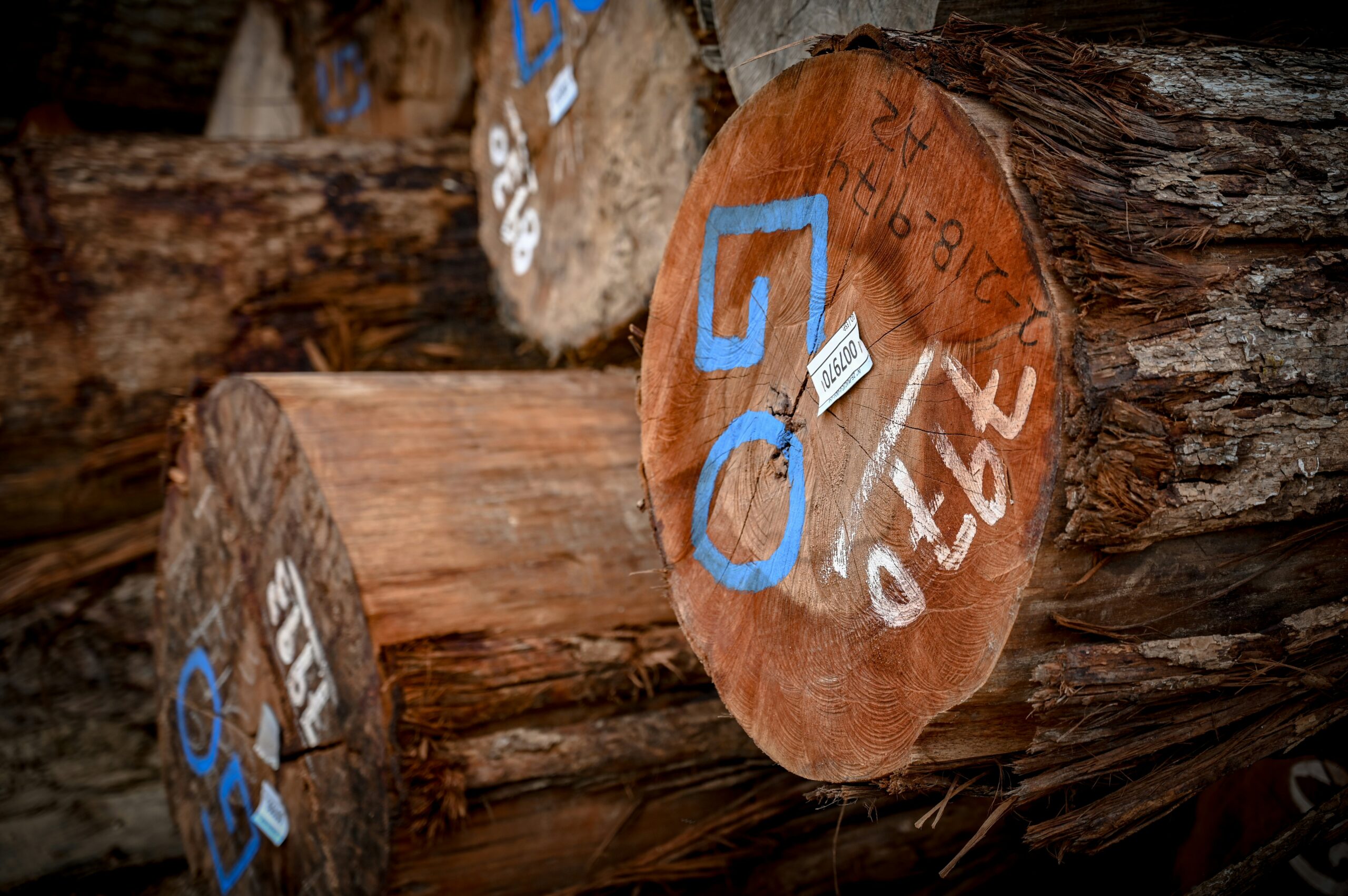 logging